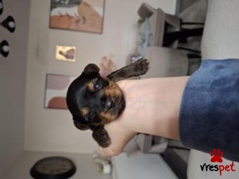 Ράτσα: Γιόρκσάϊρ τεριέ - Yorkshire Terrier | Ηλικία: 2 μηνών | Φύλο: Αρσενικό | Αρ. Microchip: 000000 | Ιδιώτης | Περιοχή: Ιερά Πόλη Μεσσολογγίου, Στερεά Ελλάδα