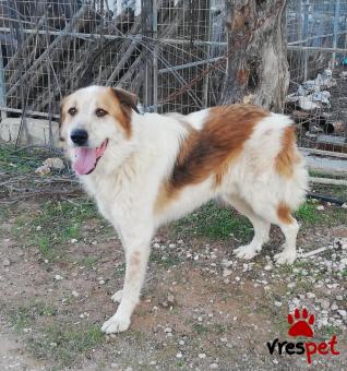 Ράτσα: Ελληνικός Ποιμενικός - Greek Shepherd | Ηλικία: 2 ετών | Φύλο: Αρσενικό | Αρ. Microchip: 467542457896467566 | Περιοχή: Σαρωνικός, Αττική