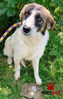 Ράτσα: Άγνωστο - Ημίαιμο | Ηλικία: 1 έτους | Φύλο: Θηλυκό | Αρ. Microchip: 0 | Ημίαιμο | Περιοχή: Γλυφάδα, Αττική