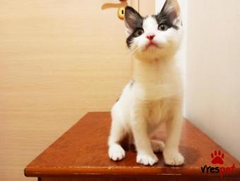 Ράτσα: Άγνωστο - Ημίαιμο | Ηλικία: 3 μηνών | Φύλο: Αρσενικό | Αρ. Microchip: 981001220121211 | Περιοχή: Αττική