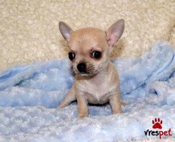 Ράτσα: Τσιχουάουα - Chihuahua | Ηλικία: 3 μηνών | Φύλο: Θηλυκό | Αρ. Microchip: 902228038022070 | Ιδιώτης | Εκπαιδευμένο | Pedigree | Περιοχή: Αθήνα, Αττική