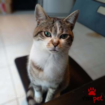 Ράτσα: Άγνωστο - Ημίαιμο | Ηλικία: 6 μηνών | Φύλο: Αρσενικό | Αρ. Microchip: 000000000000000000000 | Ημίαιμο | Περιοχή: Χαϊδάρι, Αττική