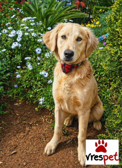 Ράτσα: Γκόλντεν Ριτρίβερ - Golden Retriever | Ηλικία: 8 μηνών | Φύλο: Αρσενικό | Αρ. Microchip: 0 | Ημίαιμο | Περιοχή: Γλυφάδα, Αττική