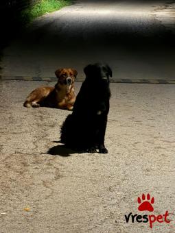 Ράτσα: Άγνωστο - Ημίαιμο | Ηλικία: 1 έτους | Φύλο: Αρσενικό | Αρ. Microchip: - | Περιοχή: Νέα Σμύρνη, Αττική