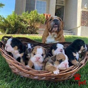 Ράτσα: Αγγλικό Μπουλντόγκ - English Bulldog | Ηλικία: 2 μηνών | Φύλο: Θηλυκό | Αρ. Microchip: 9851130654875955 | Ιδιώτης | Εκπαιδευμένο | Pedigree | Περιοχή: Αθήνα, Αττική