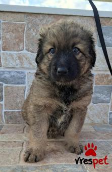 Ράτσα: Άγνωστο - Ημίαιμο | Ηλικία: 2 μηνών | Φύλο: Αρσενικό | Αρ. Microchip: 0 | Ημίαιμο | Περιοχή: Γλυφάδα, Αττική