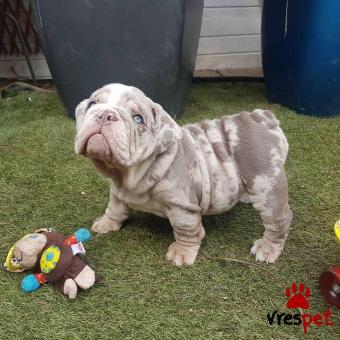 Ράτσα: Αγγλικό Μπουλντόγκ - English Bulldog | Ηλικία: 3 μηνών | Φύλο: Αρσενικό | Αρ. Microchip: 978101085045678 | Ιδιώτης | Εκπαιδευμένο | Pedigree | Περιοχή: Αθήνα, Αττική