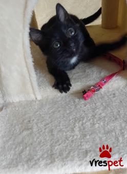 Ράτσα: Άγνωστο - Ημίαιμο | Ηλικία: 3 μηνών | Φύλο: Θηλυκό | Αρ. Microchip: 900000000000000 | Ημίαιμο | Περιοχή: Πεύκη, Αττική