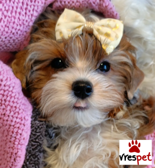 Ράτσα: Γιόρκσάϊρ τεριέ - Yorkshire Terrier | Ηλικία: 3 μηνών | Φύλο: Θηλυκό | Αρ. Microchip: 5346477477778 | Ιδιώτης | Pedigree | Περιοχή: Αθήνα, Αττική