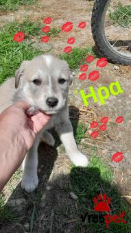 Ράτσα: Λαμπραντόρ - Labrador | Ηλικία: 2 μηνών | Φύλο: Θηλυκό | Αρ. Microchip: 9012362545478 | Ημίαιμο | Περιοχή: Λαυρεωτική, Αττική
