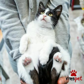 Ράτσα: Άγνωστο - Ημίαιμο | Ηλικία: 3 μηνών | Φύλο: Αρσενικό | Αρ. Microchip: - | Περιοχή: Νέα Σμύρνη, Αττική