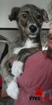 Ράτσα: Άγνωστο - Ημίαιμο | Ηλικία: 4 μηνών | Φύλο: Αρσενικό | Αρ. Microchip: 00000000000000 | Ημίαιμο | Περιοχή: Νεάπολη Συκεές, Θεσσαλονίκη