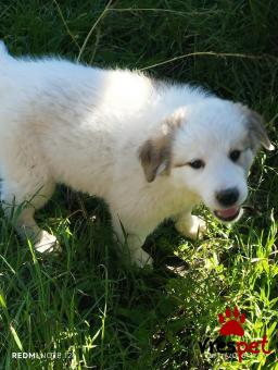 Ράτσα: Άγνωστο - Ημίαιμο | Ηλικία: 2 μηνών | Φύλο: Θηλυκό | Αρ. Microchip: 0000000000000000000000000000000000 | Περιοχή: Διόν Όλυμπος, Μακεδονία