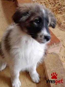 Ράτσα: Άγνωστο - Ημίαιμο | Ηλικία: 4 μηνών | Φύλο: Θηλυκό | Αρ. Microchip: 0000000 | Περιοχή: Κορδελιό Εύοσμος, Θεσσαλονίκη