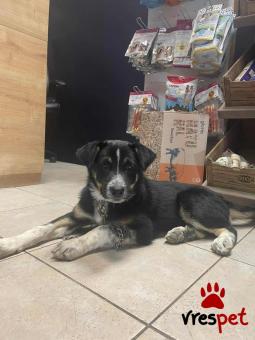 Ράτσα: Ελληνικός Ποιμενικός - Greek Shepherd | Ηλικία: 4 μηνών | Φύλο: Θηλυκό | Αρ. Microchip: 9002378889781 | Ημίαιμο | Περιοχή: Λαυρεωτική, Αττική