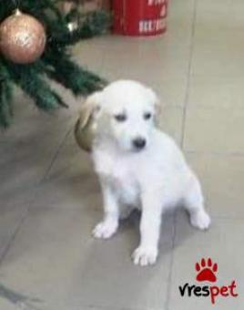 Ράτσα: Λαμπραντόρ - Labrador | Ηλικία: 2 μηνών | Φύλο: Αρσενικό | Αρ. Microchip: 965213415778421 | Περιοχή: Χαϊδάρι, Αττική
