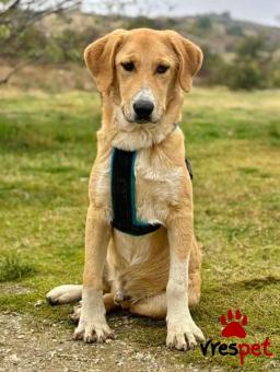 Ράτσα: Άγνωστο - Ημίαιμο | Ηλικία: 1 έτους | Φύλο: Αρσενικό | Αρ. Microchip: 0000000 | Περιοχή: Κορδελιό Εύοσμος, Θεσσαλονίκη