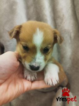 Ράτσα: Άγνωστο - Ημίαιμο | Ηλικία: 2 μηνών | Φύλο: Αρσενικό | Αρ. Microchip: 000000000000008 | Περιοχή: Καλύβια Θορικού, Αττική