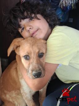 Ράτσα: Λαμπραντόρ - Labrador | Ηλικία: 4 μηνών | Φύλο: Θηλυκό | Αρ. Microchip: 9012362545478 | Ημίαιμο | Περιοχή: Λαυρεωτική, Αττική