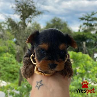 Ράτσα: Γιόρκσάϊρ τεριέ - Yorkshire Terrier | Ηλικία: 3 μηνών | Φύλο: Αρσενικό | Αρ. Microchip: 90114478024502 | Ιδιώτης | Εκπαιδευμένο | Pedigree | Περιοχή: Αθήνα, Αττική