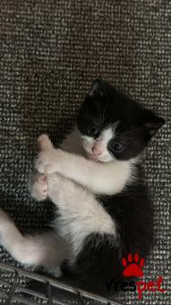 Ράτσα: Άγνωστο - Ημίαιμο | Ηλικία: 2 μηνών | Φύλο: Αρσενικό | Αρ. Microchip: - | Περιοχή: Νέα Σμύρνη, Αττική