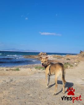 Ράτσα: Άγνωστο - Ημίαιμο | Ηλικία: 5+ | Φύλο: Θηλυκό | Αρ. Microchip: - | Περιοχή: Νέα Σμύρνη, Αττική