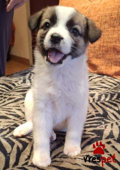 Ράτσα: Άγνωστο - Ημίαιμο | Ηλικία: 2 μηνών | Φύλο: Θηλυκό | Αρ. Microchip: 0 | Ημίαιμο | Περιοχή: Γλυφάδα, Αττική