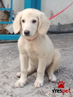 Ράτσα: Λαμπραντόρ - Labrador | Ηλικία: 2 μηνών | Φύλο: Θηλυκό | Αρ. Microchip: 968000010065424 | Περιοχή: Παιανία, Αττική