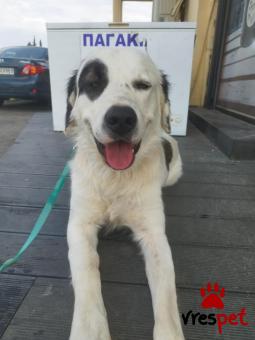 Ράτσα: Άγνωστο - Ημίαιμο | Ηλικία: 1 έτους | Φύλο: Αρσενικό | Αρ. Microchip: 000000000000008 | Περιοχή: Καλύβια Θορικού, Αττική