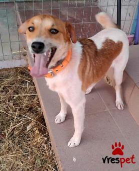 Ράτσα: Τζακ Ράσελ Τεριέ - Jack Russell Terrier | Ηλικία: 1 έτους | Φύλο: Αρσενικό | Αρ. Microchip: 0 | Ημίαιμο | Περιοχή: Γλυφάδα, Αττική