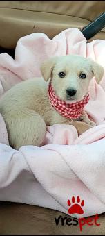 Ράτσα: Γκόλντεν Ριτρίβερ - Golden Retriever | Ηλικία: 2 μηνών | Φύλο: Θηλυκό | Αρ. Microchip: 0 | Περιοχή: Μινώα Πεδιάδα, Κρήτη