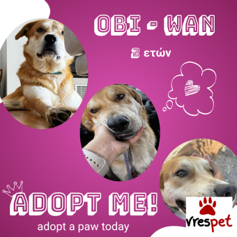 Ράτσα: Άγνωστο - Ημίαιμο | Ηλικία: 2 ετών | Φύλο: Αρσενικό | Αρ. Microchip: - | Περιοχή: Νέα Σμύρνη, Αττική