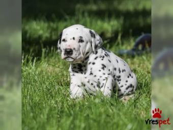 Ράτσα: Δαλματίας - Dalmatian | Ηλικία: 2,5 μηνών | Φύλο: Αρσενικό | Αρ. Microchip: 26374876443 | Περιοχή: Αθήνα, Αττική