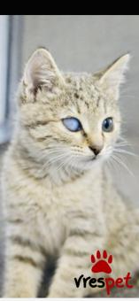 Ράτσα: Άγνωστο - Ημίαιμο | Ηλικία: 3 μηνών | Φύλο: Θηλυκό | Αρ. Microchip: 900182002099766 | Περιοχή: Νίκαια Άγιος Ιωάννης Ρέντης, Αττική