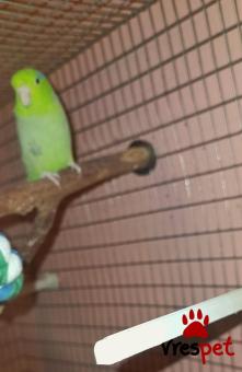 Είδος: Παπαγάλοι | Περιοχή: Ζωγράφου, Αττική