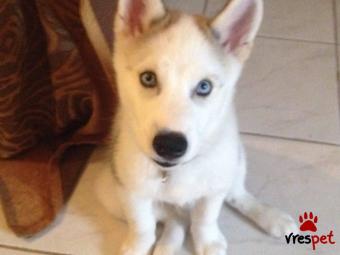 Ράτσα: Σιβηριανός Χάσκι - Siberian Husky | Ηλικία: 2 μηνών | Φύλο: Αρσενικό | Αρ. Microchip: 0 | Ιδιώτης | Περιοχή: Πειραιάς, Αττική