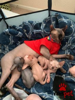 Ράτσα: Σφύξ | Ηλικία: 3 μηνών | Φύλο: Θηλυκό | Αρ. Microchip: 985113449870055 | Ιδιώτης | Pedigree | Περιοχή: Αθήνα, Αττική