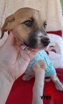 Ράτσα: Άγνωστο - Ημίαιμο | Ηλικία: 2,5 μηνών | Φύλο: Θηλυκό | Αρ. Microchip: 0 | Ημίαιμο | Περιοχή: Γλυφάδα, Αττική