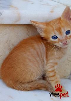 Ράτσα: Άγνωστο - Ημίαιμο | Ηλικία: 2,5 μηνών | Φύλο: Αρσενικό | Αρ. Microchip: 0 | Περιοχή: Νεάπολη Συκεές, Θεσσαλονίκη