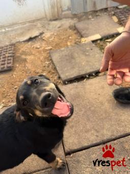 Ράτσα: Άγνωστο - Ημίαιμο | Ηλικία: 4 μηνών | Φύλο: Αρσενικό | Αρ. Microchip: 000000000 | Περιοχή: Νίκαια Άγιος Ιωάννης Ρέντης, Αττική