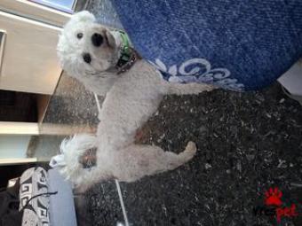 Ράτσα: Μπισόν Φρίζ - Bichon Frise | Ηλικία: 3 ετών | Φύλο: Αρσενικό | Αρ. Microchip: 900182002182679 | Ιδιώτης | Περιοχή: Νίκαια, Αττική