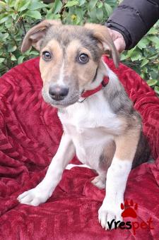 Ράτσα: Άγνωστο - Ημίαιμο | Ηλικία: 3 μηνών | Φύλο: Θηλυκό | Αρ. Microchip: 0 | Ημίαιμο | Περιοχή: Γλυφάδα, Αττική