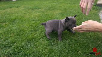 Ράτσα: Γαλλικό Μπουλντόγκ - Bulldog | Ηλικία: 3 μηνών | Φύλο: Θηλυκό | Αρ. Microchip: 90129p05390067 | Ιδιώτης | Εκπαιδευμένο | Pedigree | Περιοχή: Αθήνα, Αττική