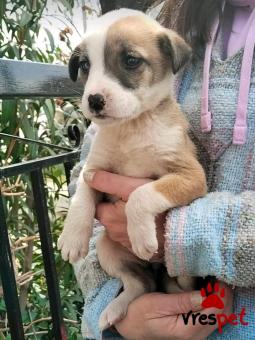 Ράτσα: Άγνωστο - Ημίαιμο | Ηλικία: 2 μηνών | Φύλο: Θηλυκό | Αρ. Microchip: - | Περιοχή: Κιλκίς, Μακεδονία