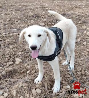 Ράτσα: Λαμπραντόρ - Labrador | Ηλικία: 5 μηνών | Φύλο: Αρσενικό | Αρ. Microchip: 0 | Ημίαιμο | Περιοχή: Γλυφάδα, Αττική