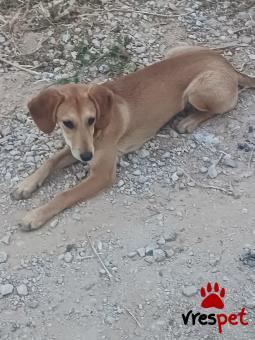 Ράτσα: Άλλη Ράτσα | Ηλικία: 8 μηνών | Φύλο: Θηλυκό | Αρ. Microchip: 9812121222222222 | Περιοχή: Αττική