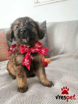 Ράτσα: Άγνωστο - Ημίαιμο | Ηλικία: 2 μηνών | Φύλο: Αρσενικό | Αρ. Microchip: - | Περιοχή: Νέα Σμύρνη, Αττική