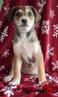 Ράτσα: Άγνωστο - Ημίαιμο | Ηλικία: 2,5 μηνών | Φύλο: Θηλυκό | Αρ. Microchip: 0 | Ημίαιμο | Περιοχή: Γλυφάδα, Αττική