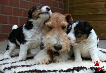 Ράτσα: Φοξ τεριέ - Fox terrier | Ηλικία: 3 μηνών | Φύλο: Θηλυκό | Αρ. Microchip: 978101082350178 | Ιδιώτης | Εκπαιδευμένο | Pedigree | Περιοχή: Αθήνα, Αττική