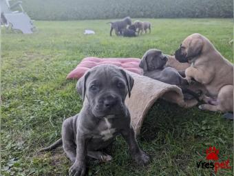 Ράτσα: Κανέ Κόρσο - Cane Corso | Ηλικία: 3 μηνών | Φύλο: Αρσενικό | Αρ. Microchip: 578757907646865 | Περιοχή: Αθήνα, Αττική